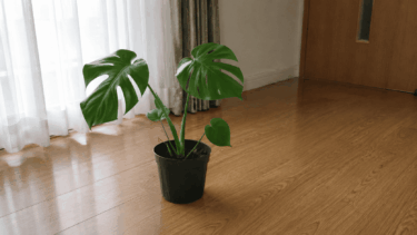 枯れかけたモンステラが復活！元気を取り戻すまでにやったこと